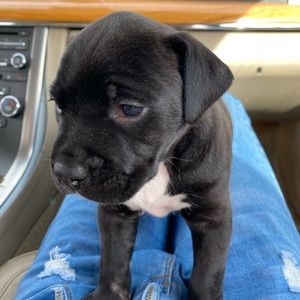 Meet your Posher, Naturii